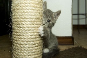  cute and shy mèo con