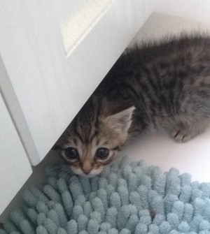  cute and shy gattini