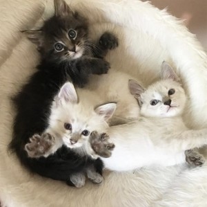 cute baby kittens