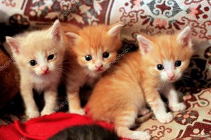  cute baby kittens