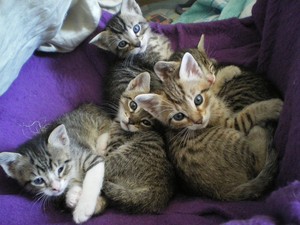 cute baby kittens