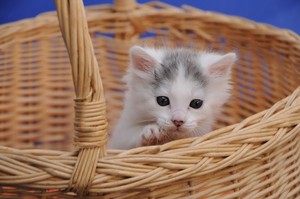  cute baby 子猫