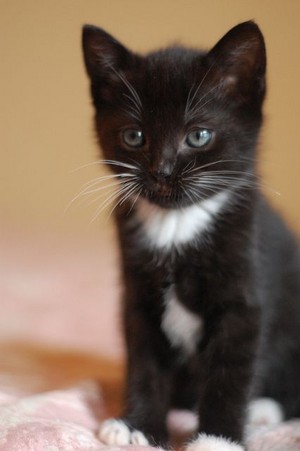  cute black and white anak kucing