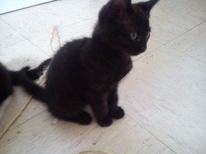  cute black gatitos