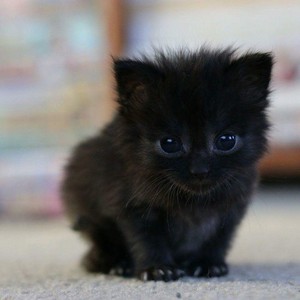 cute black बिल्ली के बच्चे