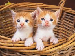  cute,friendly gatitos