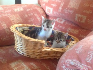 cute,friendly kittens