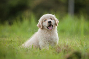  cute golden retriever anak anjing