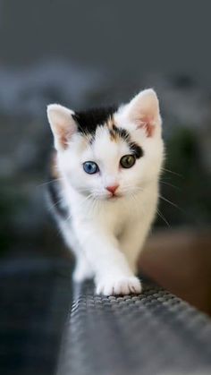 anak kucing cute