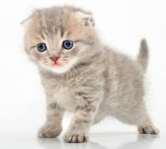 cute-kittens-cute-kittens-41557252-540-485.jpg