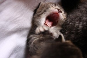  cute kitty yawns