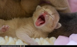  cute kitty yawns