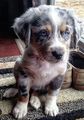 cute puppies - dogs photo