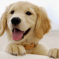cute puppies - dogs photo