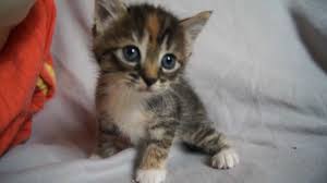  cute tiny Kätzchen