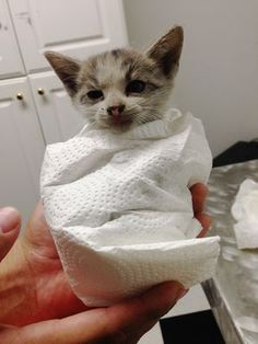 cute tiny 고양이