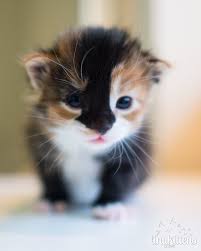  cute tiny 小猫