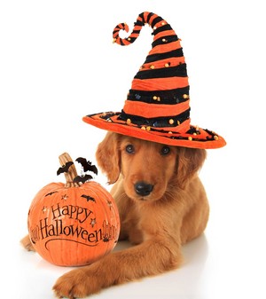  chó in Halloween costumes