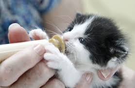  feeding the kitty