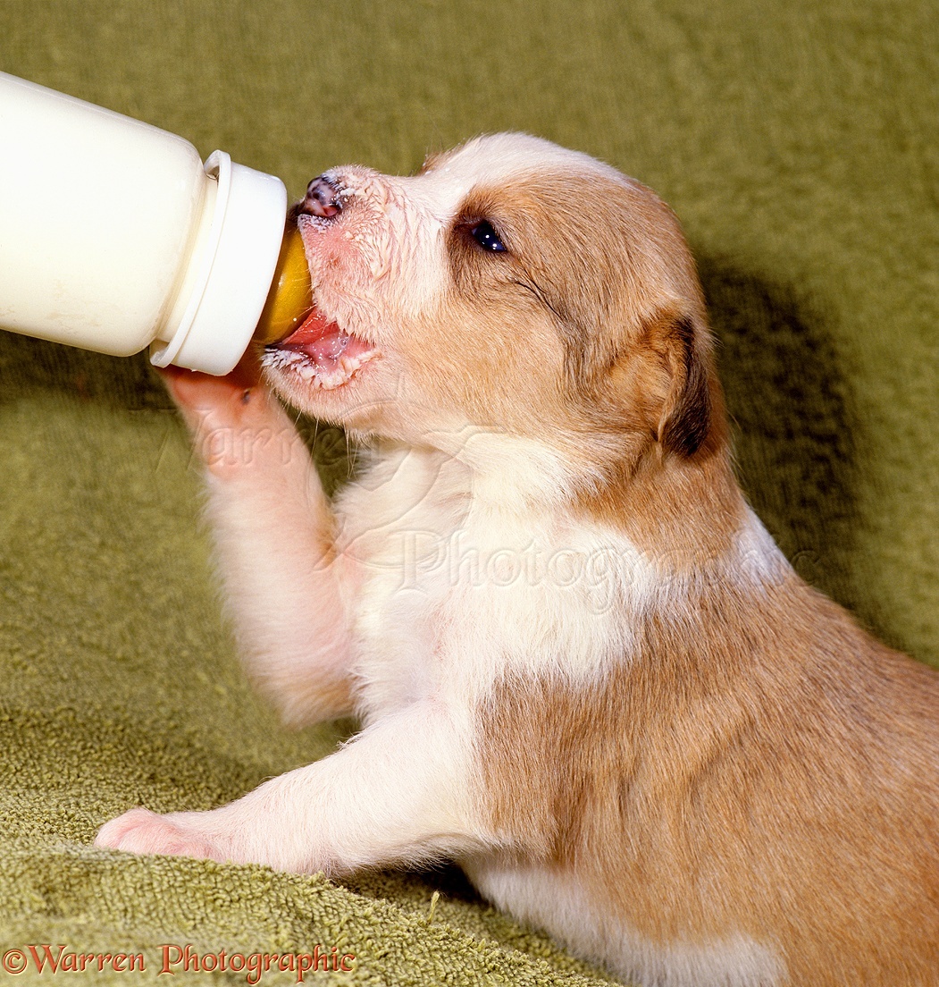 feeding the puppy - Cute Puppies Photo (41570967) - Fanpop