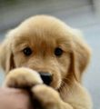 golden retriever puppies - greyswan618 photo