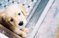 golden retriever puppies - greyswan618 photo
