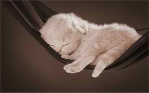  hammock catnap
