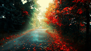  have a beautiful autumn Tamara🌹♥