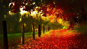  have a beautiful autumn violet🌹♥
