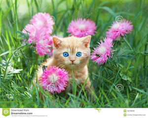  बिल्ली के बच्चे and फूल