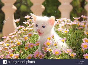  mèo con and hoa