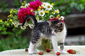 kittens and flowers