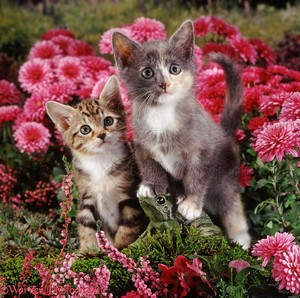  子猫 and お花