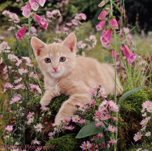  chatons and fleurs