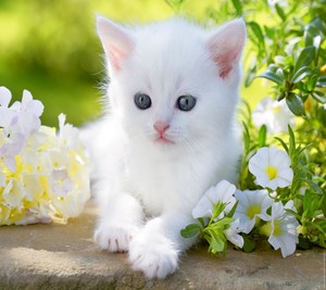  kittens and bunga
