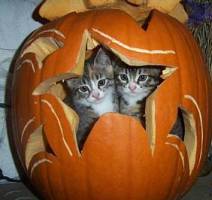  小猫 and pumpkins