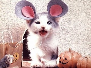  anak kucing in costume