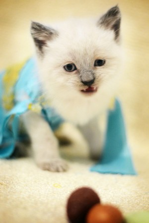  chatons in costume