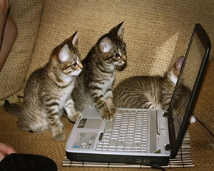  anak kucing online