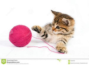  mèo con playing with yarn
