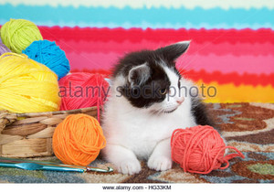 kittens playing with yarn