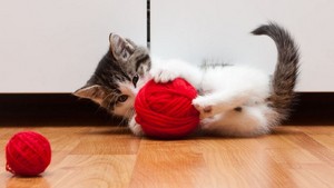  gatinhos playing with yarn
