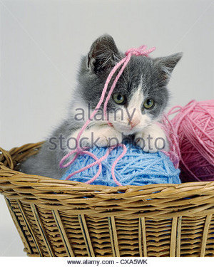 kittens playing with yarn