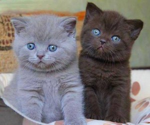  chatons w/blue eyes