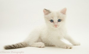  Kätzchen w/blue eyes