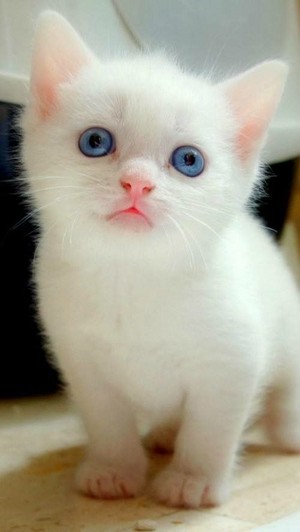  고양이 w/blue eyes
