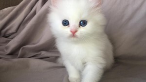  고양이 w/blue eyes