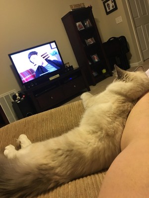  mèo con watching tv