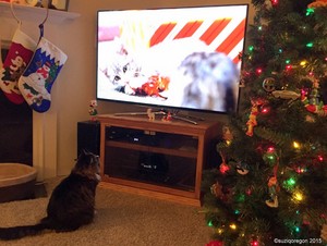  小猫 watching tv
