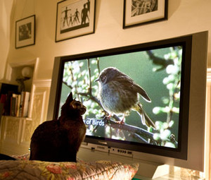  mèo con watching tv